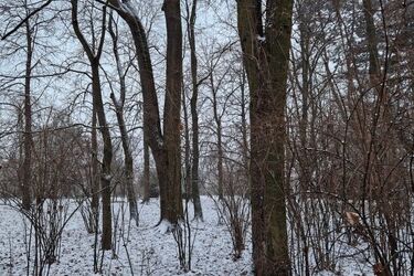 W czwartek może poprószyć śnieg