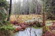 W Podlaskiem powstał nowy rezerwat przyrody