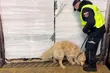 Miały być panele, były papierosy. Luna pomogła je wykryć [WIDEO]