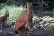 W Wigierskim Parku Narodowym jest coraz więcej rysi [WIDEO]