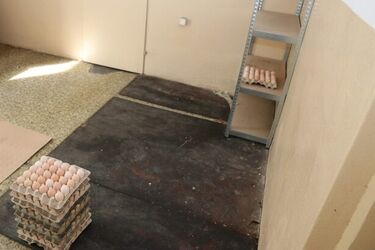 Ukradł z magazynu 800 jajek. Większość stłukł próbując je wynieść