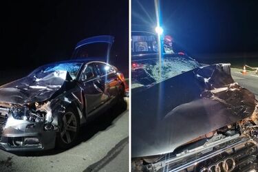 Zderzenie z jeleniem. Audi całkowicie rozbite