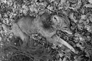 Nieopodal Puszczy Białowieskiej zastrzelono 2 wilki