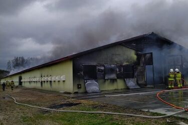 Ogromny pożar kurnika w miejscowości Dołki
