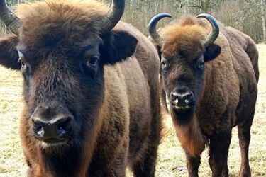 Mamy ponad 2,6 tys. żubrów. Wciąż rośnie ich populacja