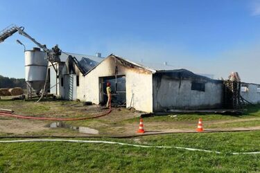 Pożar dwóch kurników. W środku było 17 tys. malutkich kurcząt