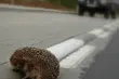 Miasto apeluje o większe zwracanie uwagi na jeże