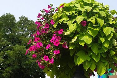 Rośnie temperatura. W Białymstoku będzie 21°C