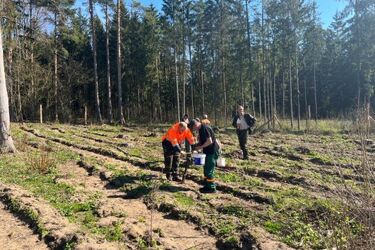 Leśnicy sadzą drzewa. Nasadzenia obejmą aż 4 tys. ha
