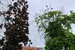Deszczowy czwartek. Lokalnie możliwe burze