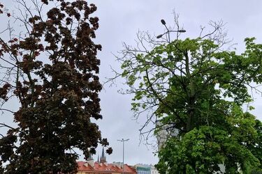 Deszczowy czwartek. Lokalnie możliwe burze