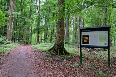 O terapii lasem. Pojawiły się nowe tablice w lesie Antoniukowskim