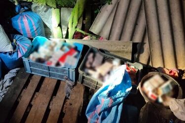 Kontrabanda strzeżona przez krowy