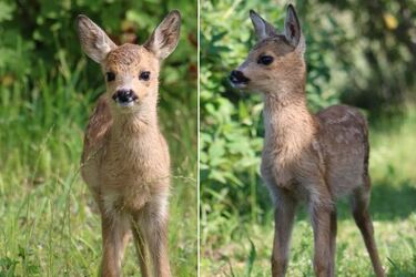 Mała sarenka uratowana. Jej mama zginęła podczas sianokosów
