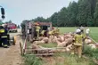 Wypadek ciężarówki ze świniami - 70 sztuk ocalało