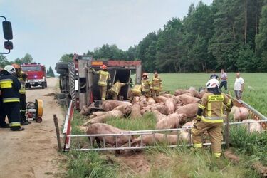 Wypadek ciężarówki ze świniami - 70 sztuk ocalało