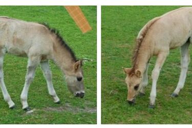 Źrebiątka z rezerwatu wciąż nie mają imion. Można zgłaszać własne pomysły