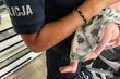 Pijana matka opiekowała się niemowlęciem. Grozi jej 5 lat pozbawienia wolności
