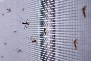 Ochrona przed owadami. Jakie moskitiery wybrać?