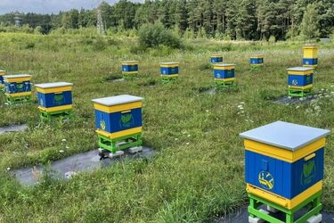 Przy ul. Andersa pojawiły się ule