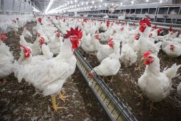 Nowe ognisko pomoru drobiu. Zagrożony jest Białystok i okoliczne powiaty