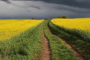 Zaplątana w rośliny, leżała pijana w polu rzepaku. Policja znalazła ją po 6 godzinach
