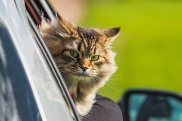 Czy można podróżować z kocim towarzyszem?