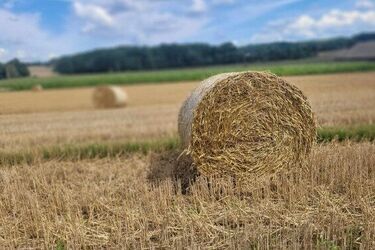 Jak prezentuje się pogoda w piątek i w weekend? Zapowiada się słonecznie