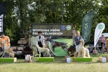 Wystawa psów w Białymstoku. Zgłoszono ponad 2 tys. czworonogów
