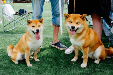Tak przebiegł 1 dzień Wystawy Psów Rasowych w Białymstoku. To jeszcze nie koniec [ZDJĘCIA]