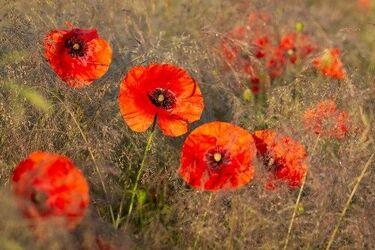 Odczuwalna temperatura może być dzisiaj wyższa, niż ta, którą wskażą termometry