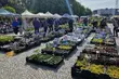 Jarmark w sercu Białegostoku. Dla każdego coś... zielonego i nie tylko