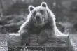 Smutek i żal w białostockim Akcent ZOO. Nie żyje Grześ 