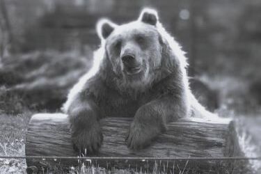 Smutek i żal w białostockim Akcent ZOO. Nie żyje Grześ 