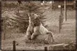 Pośmiertny los misia Grzesia. Co się stanie z pupilem białostockiego zoo? 