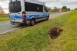 Samochód zderzył się z żubrem. Zwierzę straciło życie