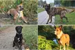 Parada psów adoptowanych ze schroniska. Białostoczanie mają wielkie serca! 