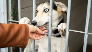 Psiaki do adopcji w regionie. To im możesz stworzyć kochający dom [ZDJĘCIA]