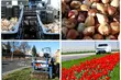 Miasto przygotowuje się do wiosny. Powstaną dywany kwiatowe 