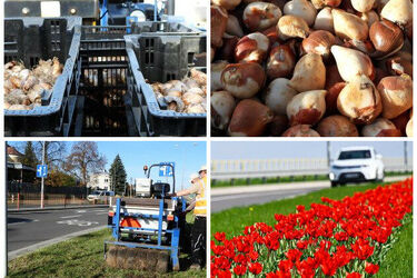 Miasto przygotowuje się do wiosny. Powstaną dywany kwiatowe 