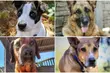Listopad należy do seniorów! Adoptuj te psiaki, nim będzie za późno [ZDJĘCIA]