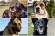 Adoptuj seniora! Na nowy dom czeka blisko 30 