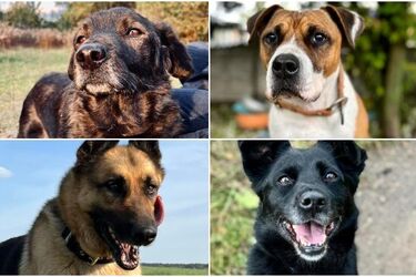Adoptuj seniora! Na nowy dom czeka blisko 30 "psich emerytów" [ZDJĘCIA]