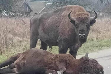 Wojskowa ciężarówka potrąciła żubra. "Zabawa w wojnę staje się groźna" [AKTUALIZACJA]