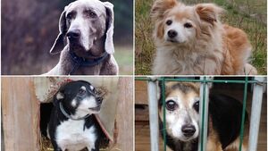 To być może ostatnia chwila, aby znaleźć dla nich dom. Adoptuj psiego seniora [ZDJĘCIA]