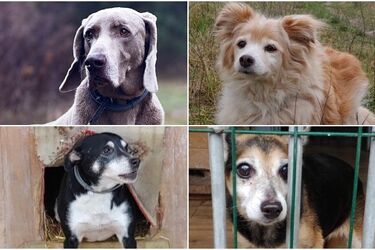 To być może ostatnia chwila, aby znaleźć dla nich dom. Adoptuj psiego seniora [ZDJĘCIA]