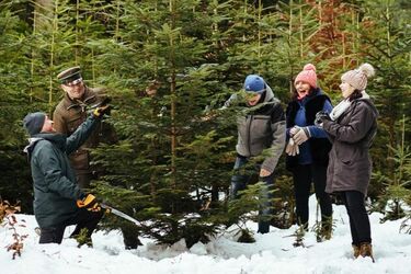 Akcja "choinka dla życia". Oddaj krew i odbierz świąteczne drzewko za darmo! 