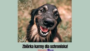 Wesprzyj podopiecznych białostockiego schroniska z BiałystokOnline! 
