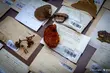 Politechnika Białostocka królestwem grzybów. Otrzymała 11 tys. okazów fungarium