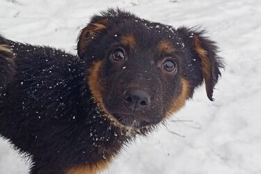 Potrzebne są domy tymczasowe! Zwierzęta w schronisku cierpią przez mrozy